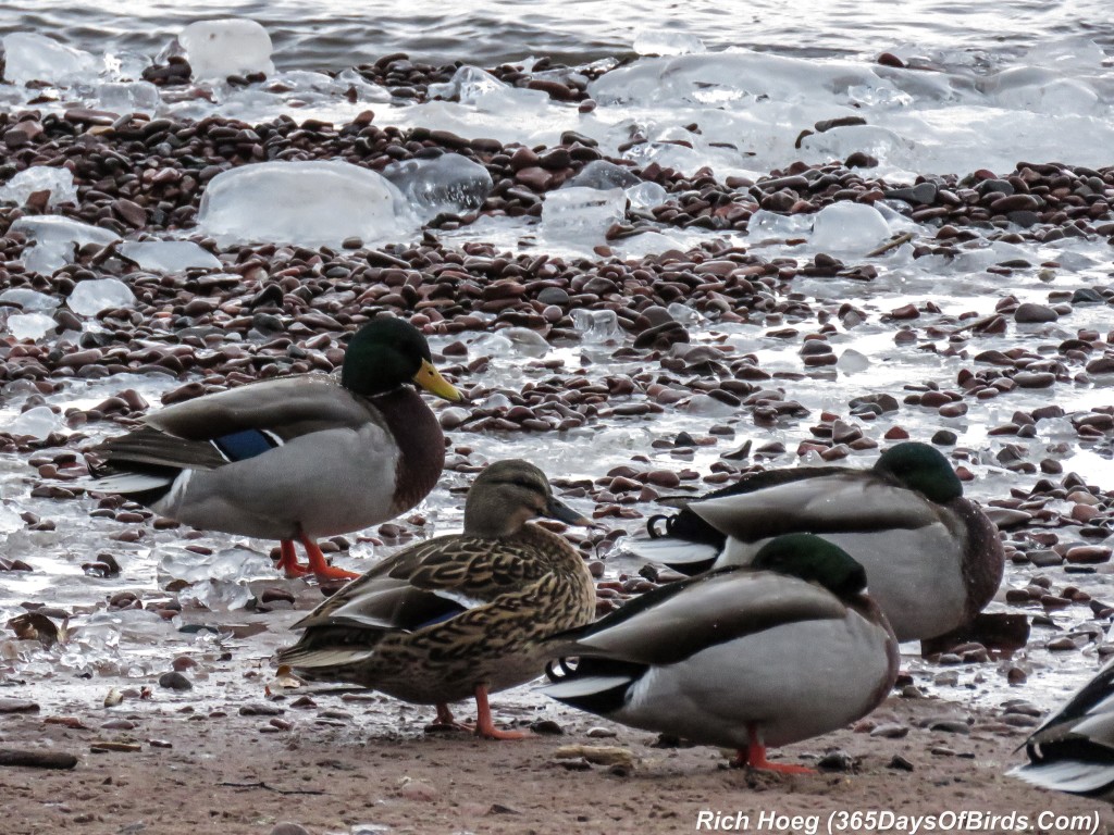 334-Birds-365-Mallards