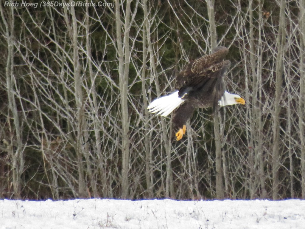 335-Birds-365-Bald-Eagle-Flying-1