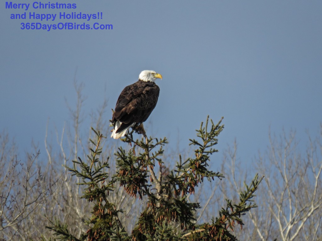 335-Birds-365-Bald-Eagle-Pines-2