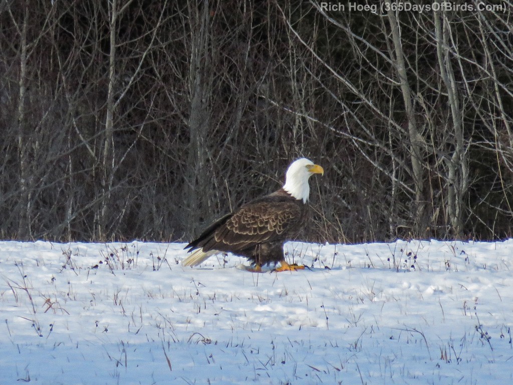 335-Birds-365-Bald-Eagle-Walking