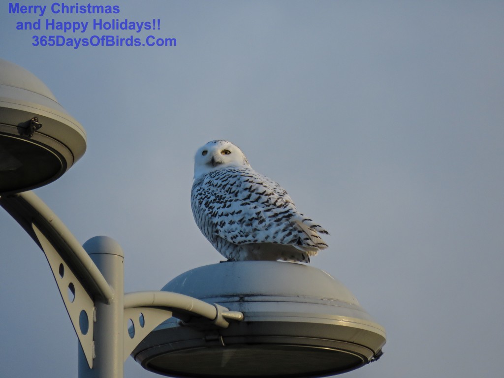 335-Birds-365-Snowy-Owl-Lights