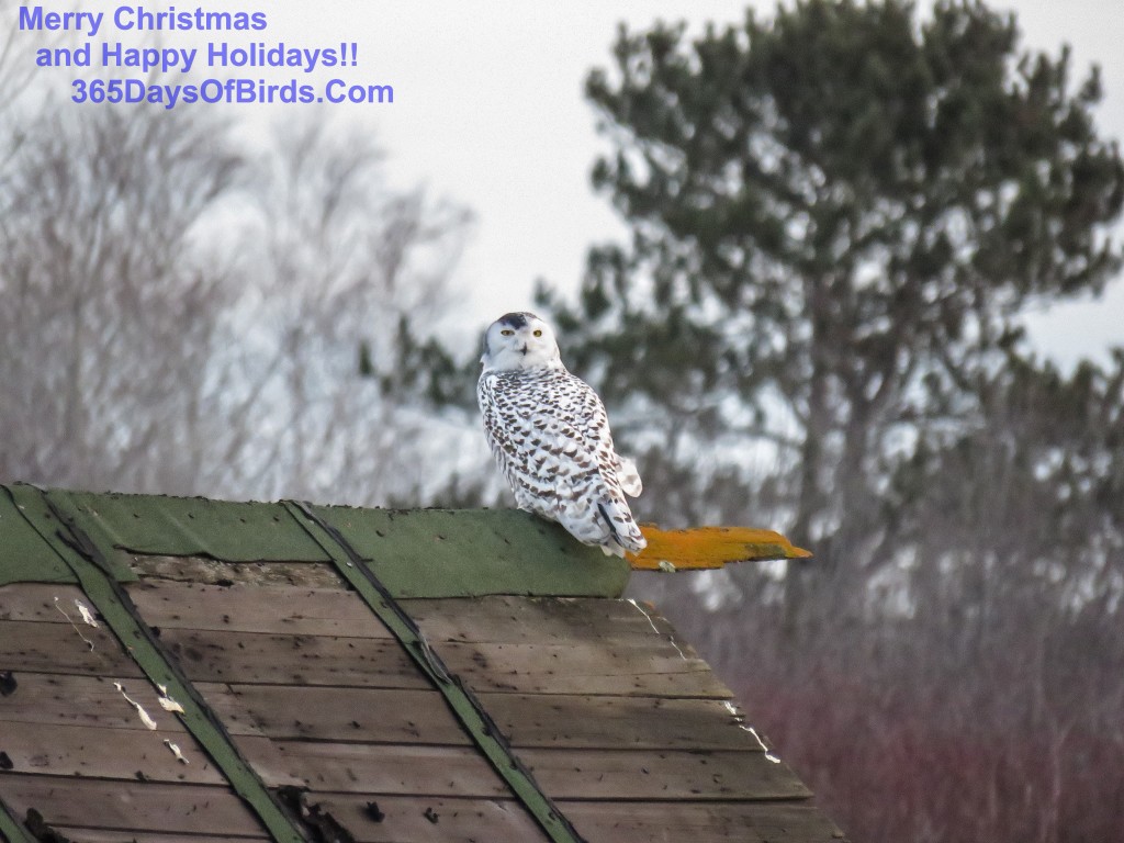 335-Birds-365-Snowy-Owl-Shed-1