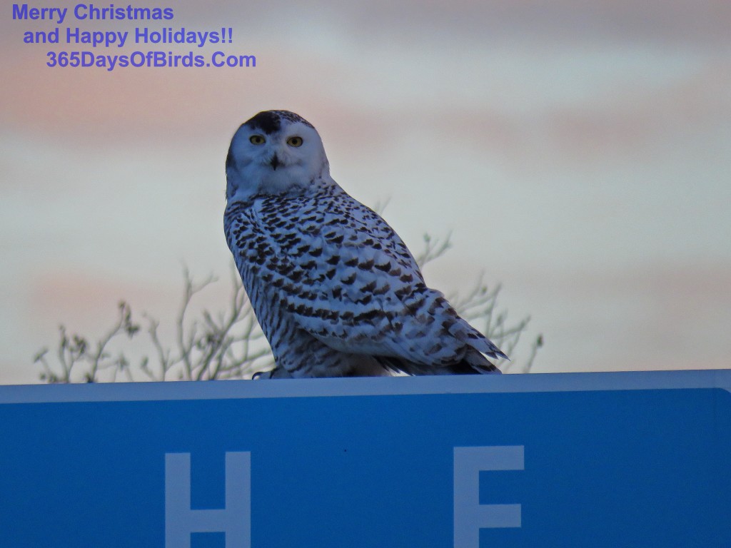 335-Birds-365-Snowy-Owl-Sunrise-2