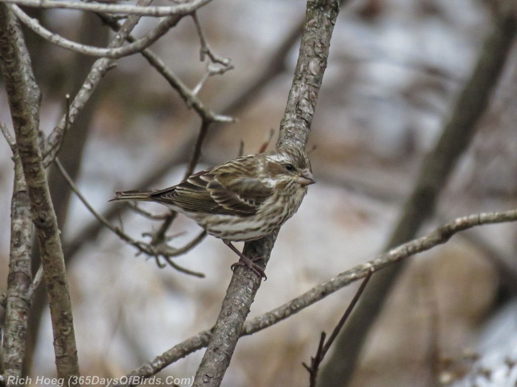 337-Birds-365-Purple-Finch