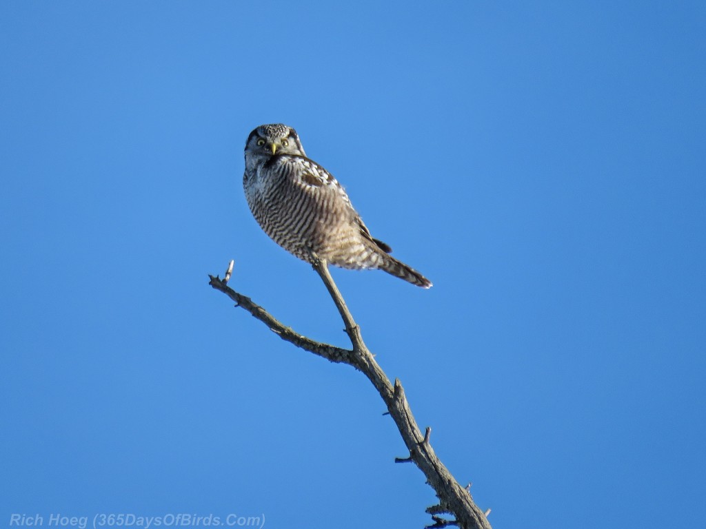 338-Birds-365-Hawk-Owl-1