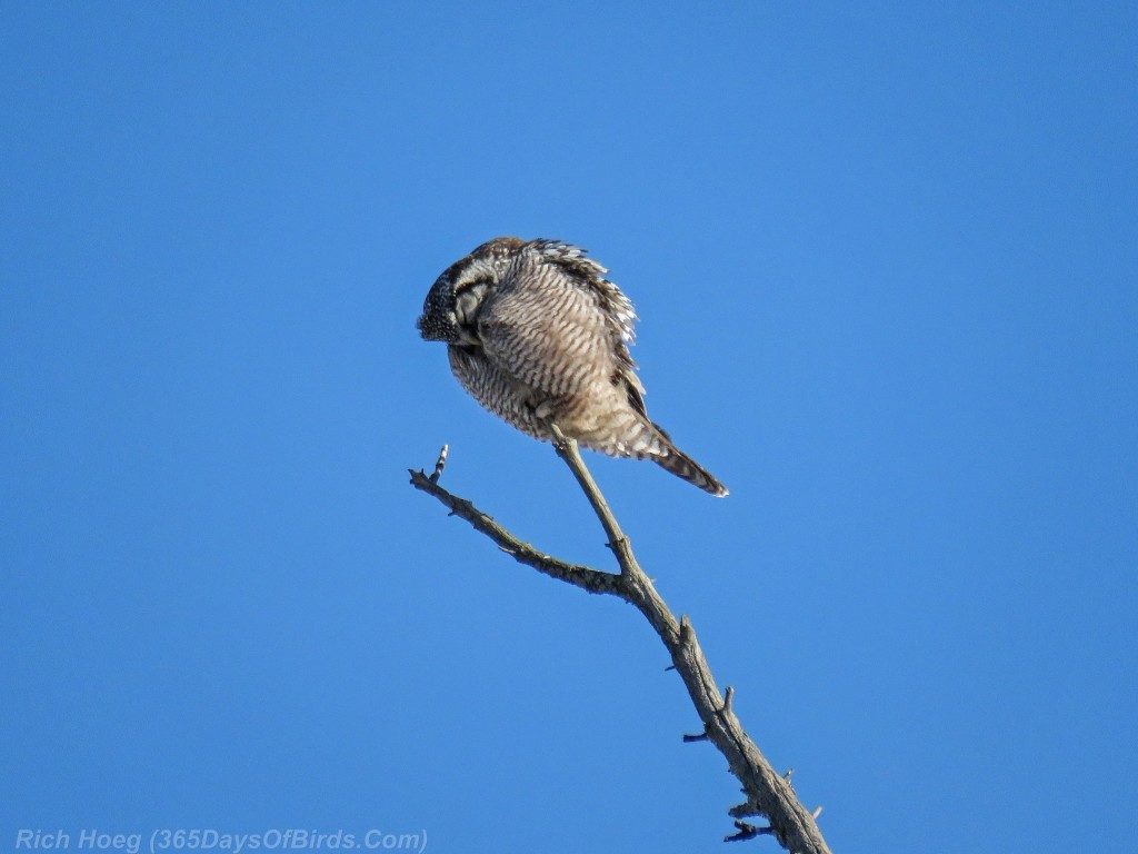 338-Birds-365-Hawk-Owl-2