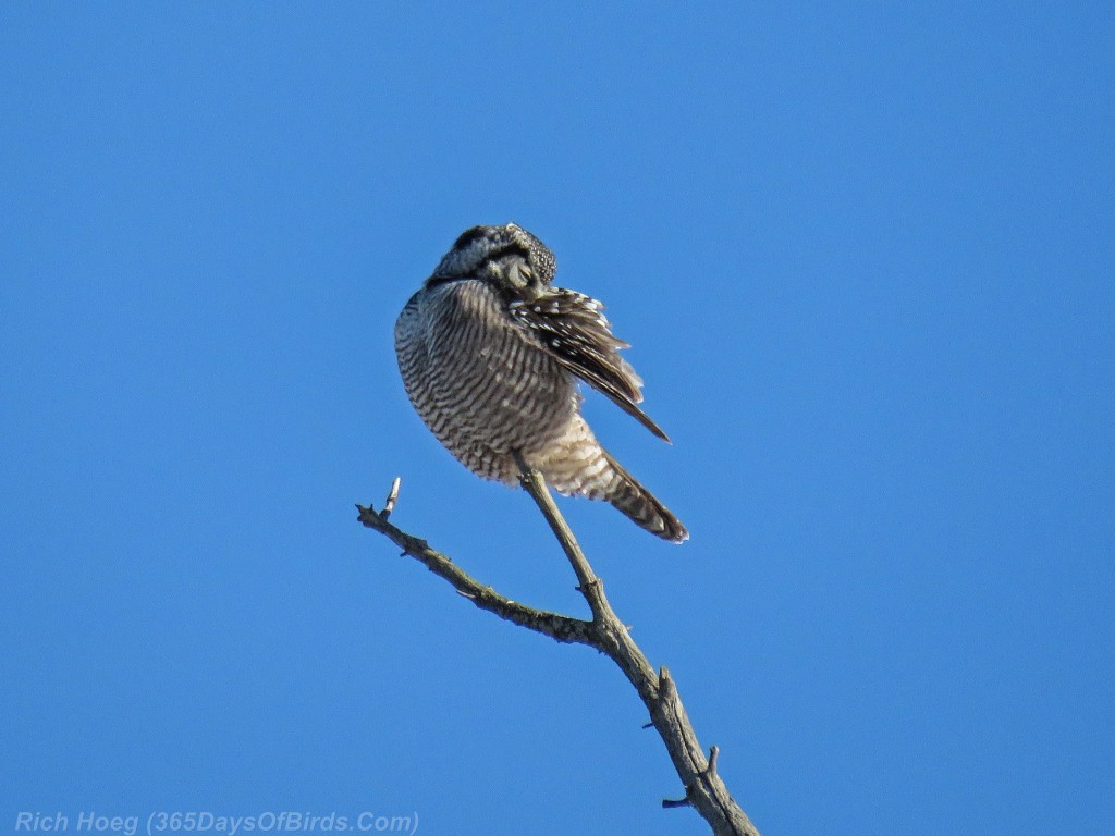 338-Birds-365-Hawk-Owl-3