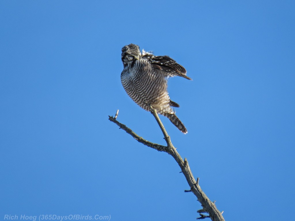 338-Birds-365-Hawk-Owl-4