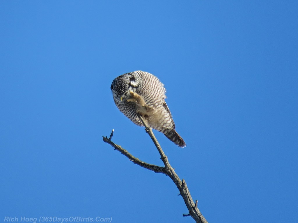 338-Birds-365-Hawk-Owl-5