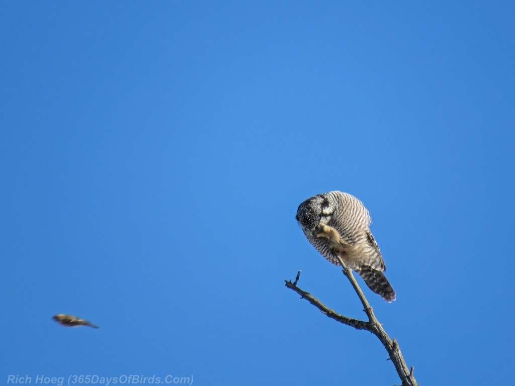 338-Birds-365-Hawk-Owl-6