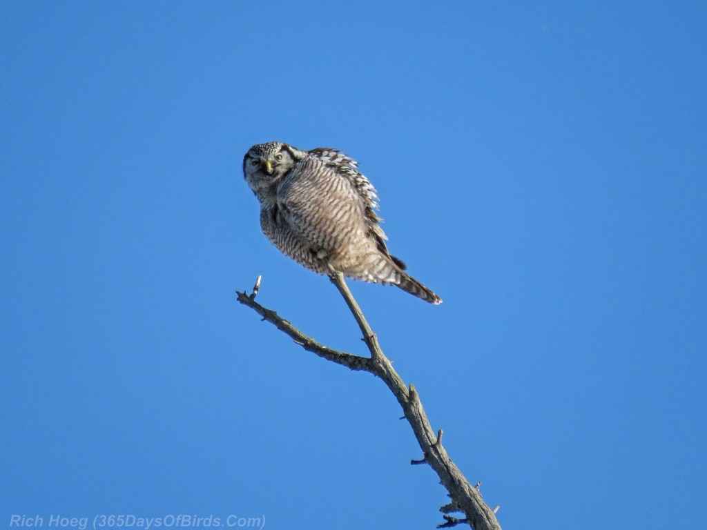 338-Birds-365-Hawk-Owl-7