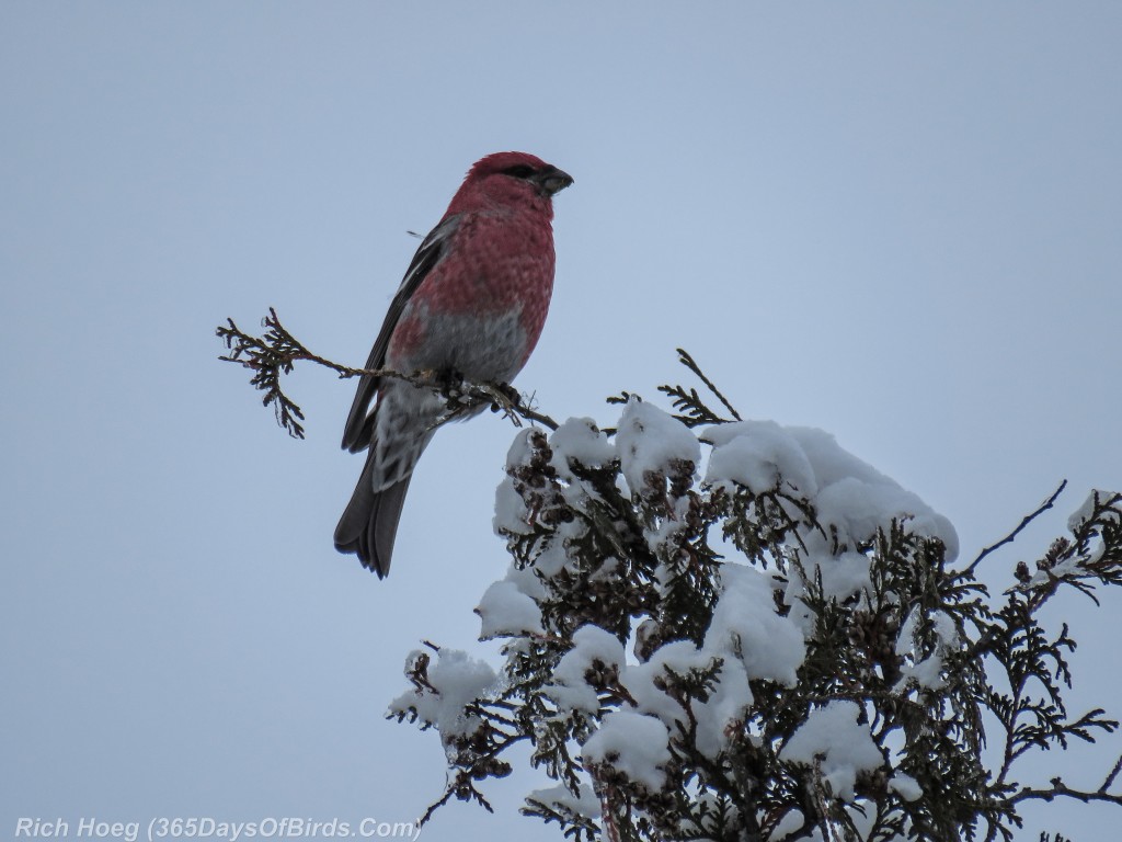 338-Birds-365-Pine-Grosbeak