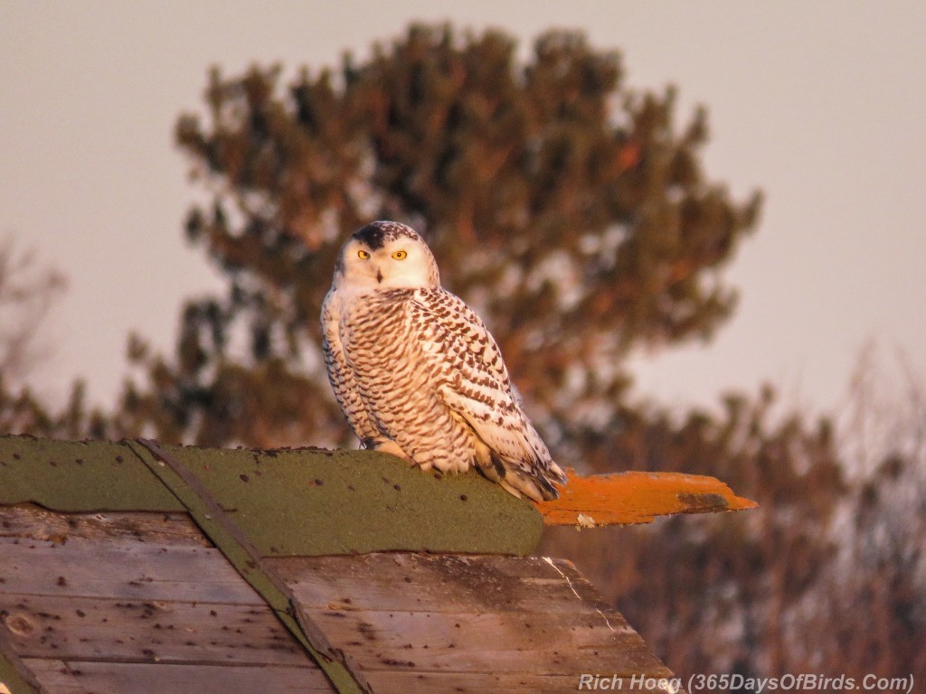 339-Birds-365-Golden-Hour-Snowy-Owl