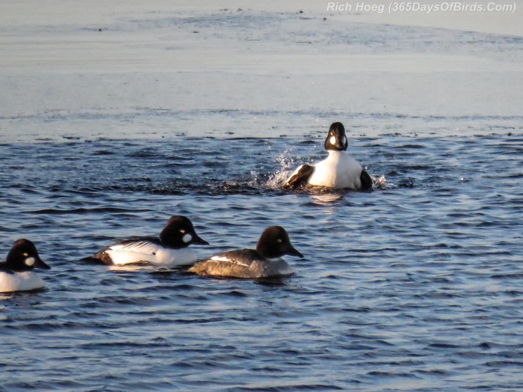 339-Birds-365-Goldeneyes-Clown-1