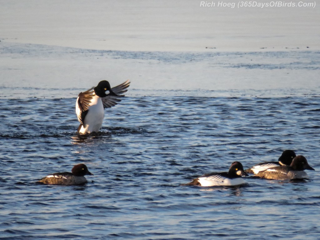 339-Birds-365-Goldeneyes-Clown-2