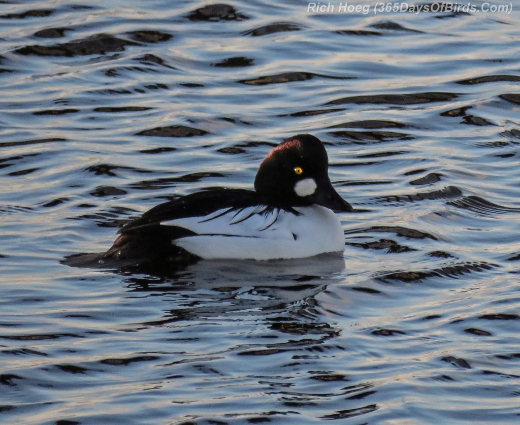 339-Birds-365-Goldeneyes-Sunrise