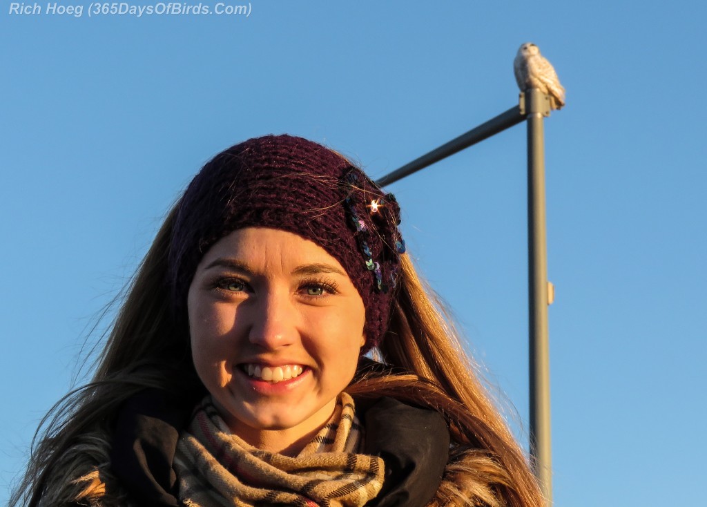 339-Birds-365-Katie-Snowy-Owl-1