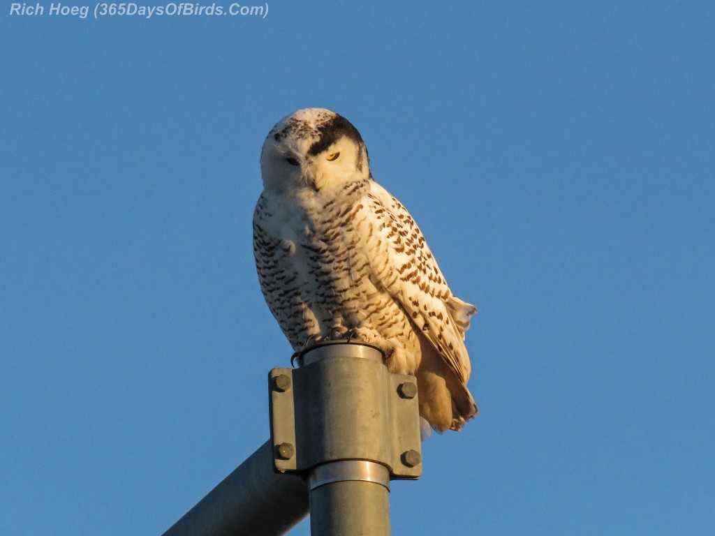 339-Birds-365-Katie-Snowy-Owl-2