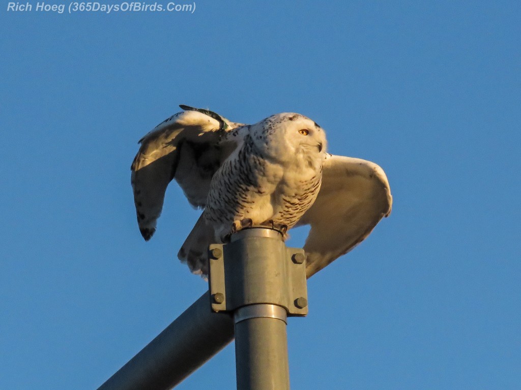 339-Birds-365-Katie-Snowy-Owl-3