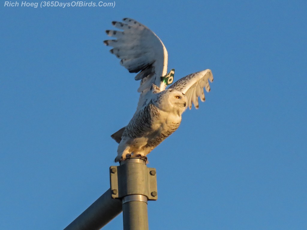 339-Birds-365-Katie-Snowy-Owl-4