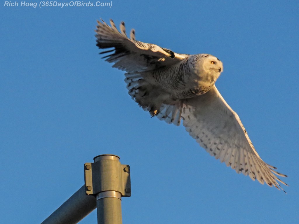 339-Birds-365-Katie-Snowy-Owl-5