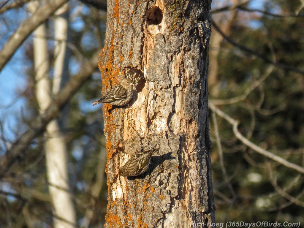 340-Birds-365-Pine-Siskins