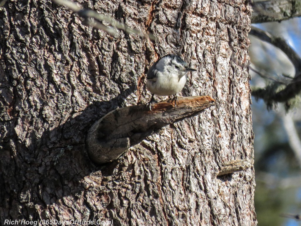 342-Birds-365-White-Breasted-Nuthatch