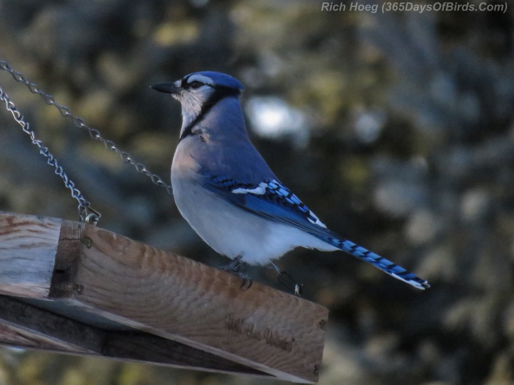 343-Birds-365-Blue-Jay