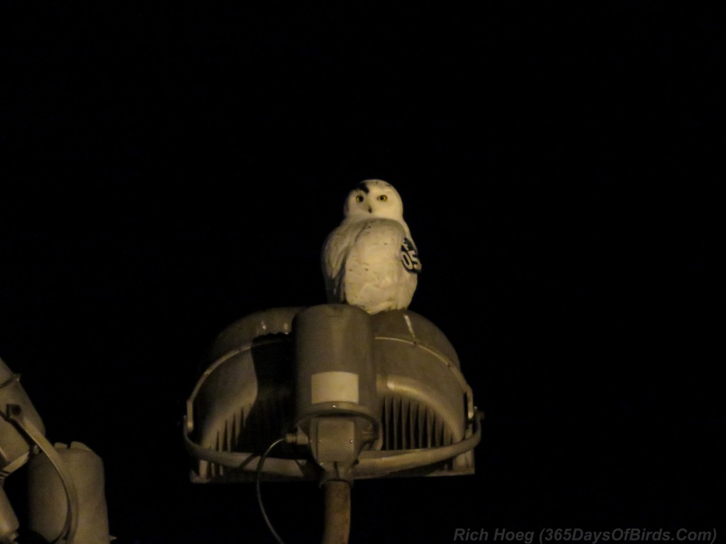 343-Birds-365-Snowy-Owl-Night