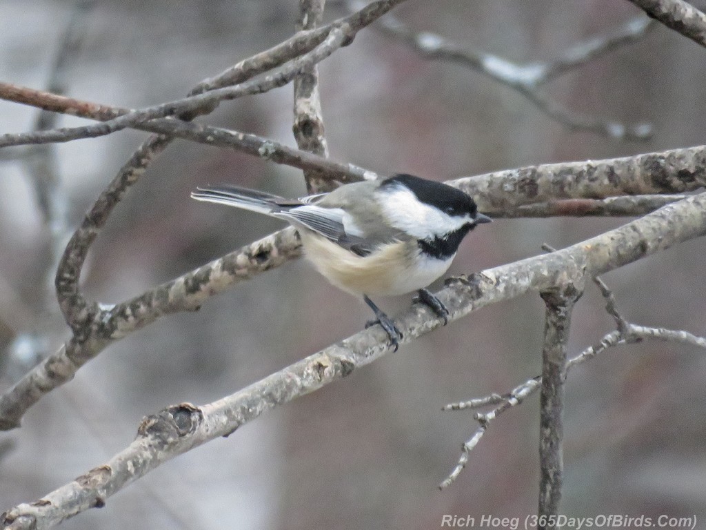 344-Birds-365-Black-Capped-Chickadee