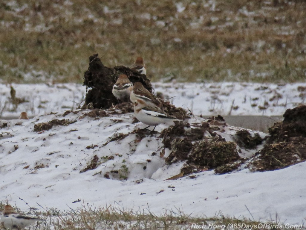 345-Birds-365-Snow-Bunting