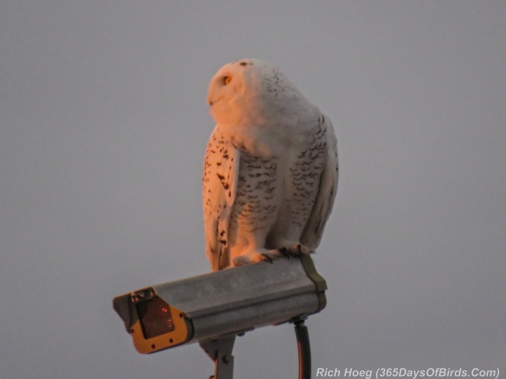 345-Birds-365-Sunrise-Snowy