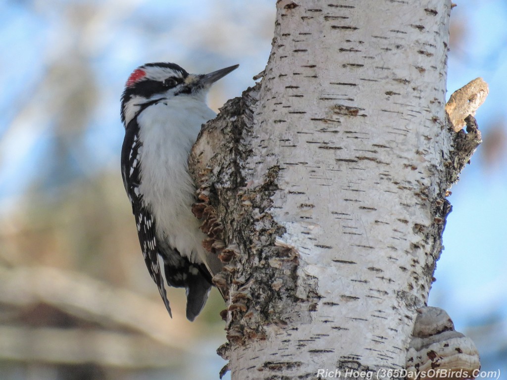 346-Birds-365-Hairy-Woodpecker