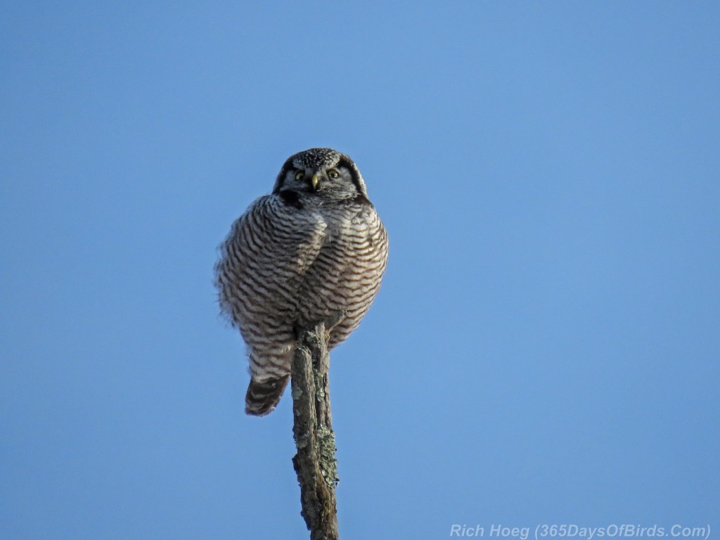347-Birds-365-Fluffed-Up-Northern-Hawk-Owl