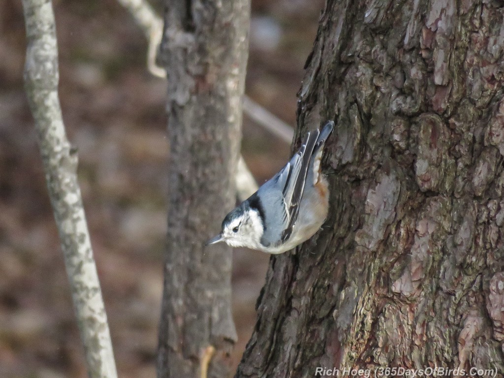 348-Birds-365-White-Breasted-Nuthatch