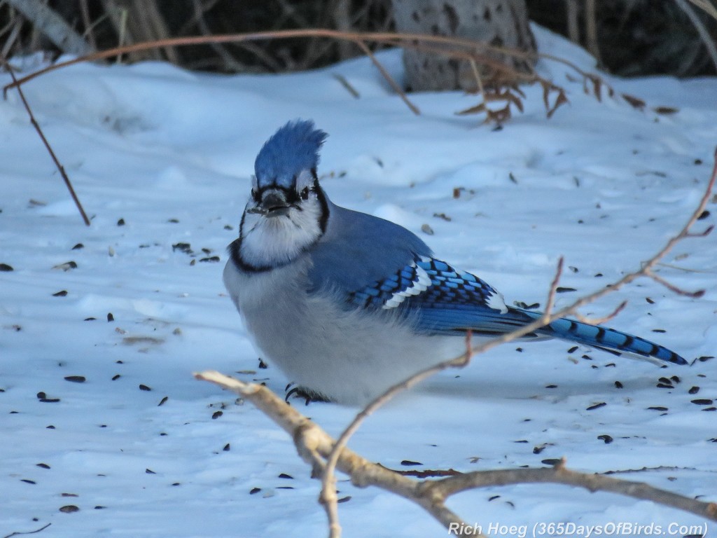 349-Birds-365-Blue-Jay-1