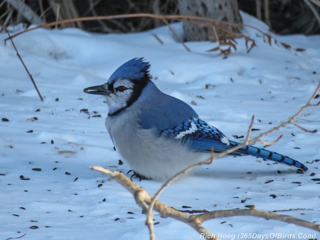 349-Birds-365-Blue-Jay-2