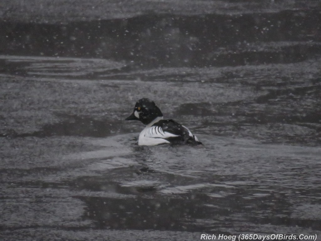 350-Birds-365-Snowy-Goldeneye