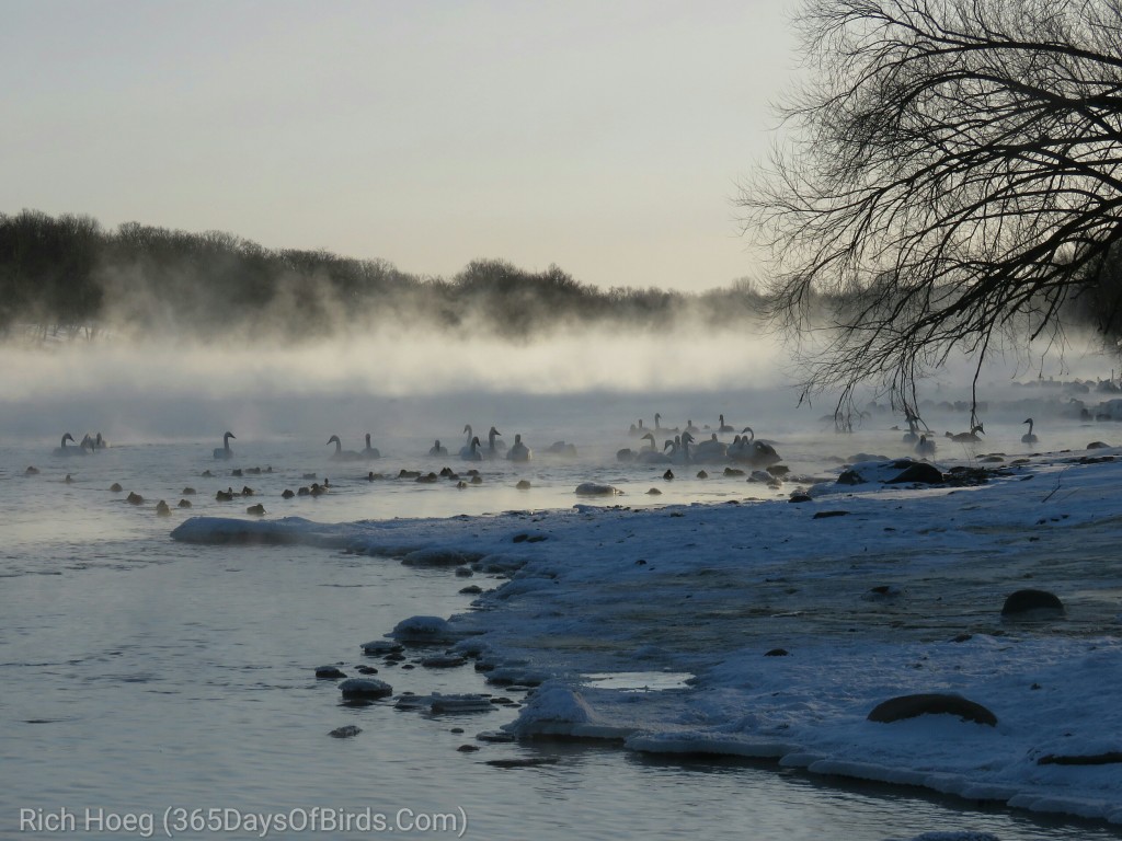 351-Birds-365-Swans-1_wm