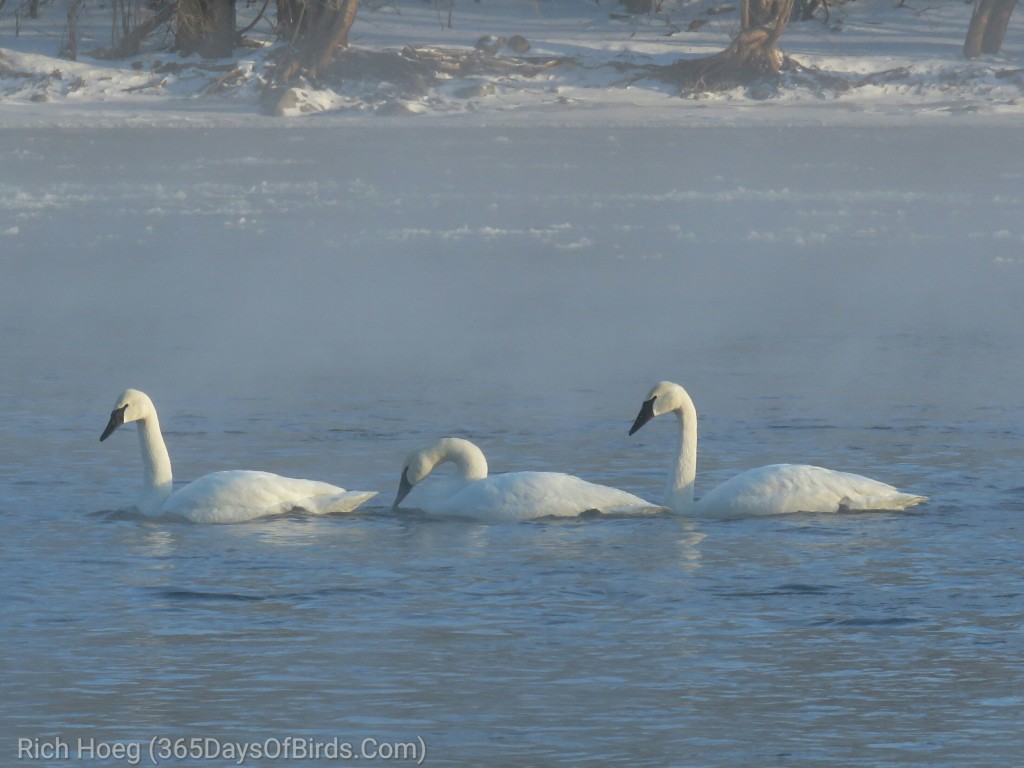 351-Birds-365-Swans-2_wm