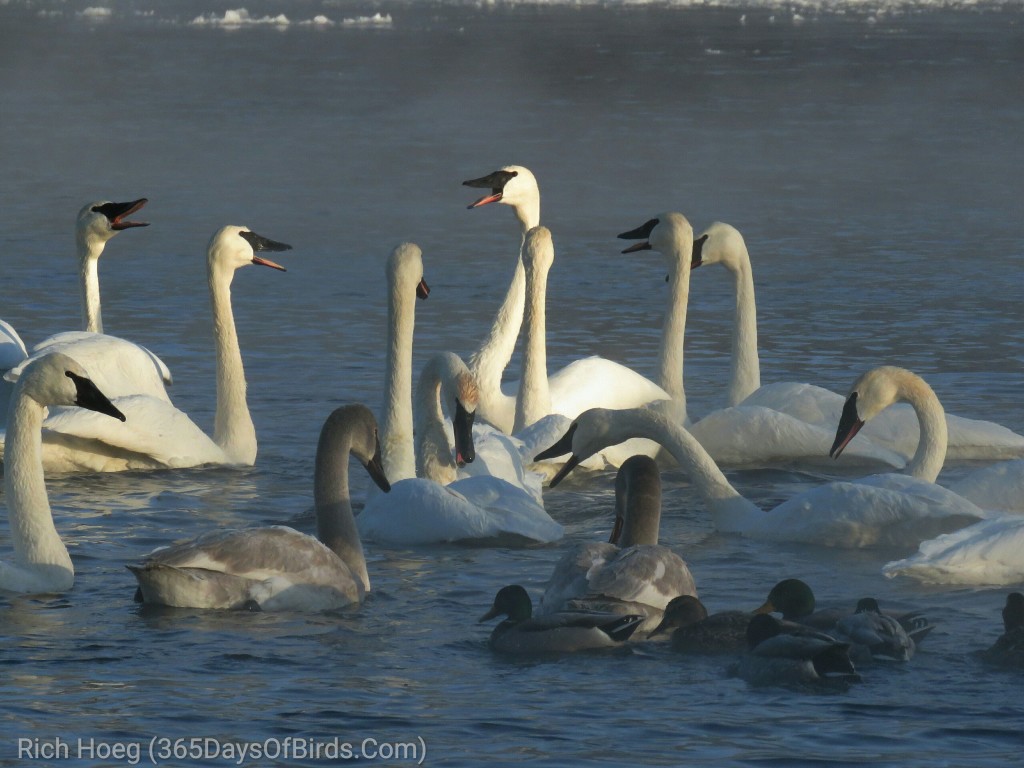 351-Birds-365-Swans-3_wm