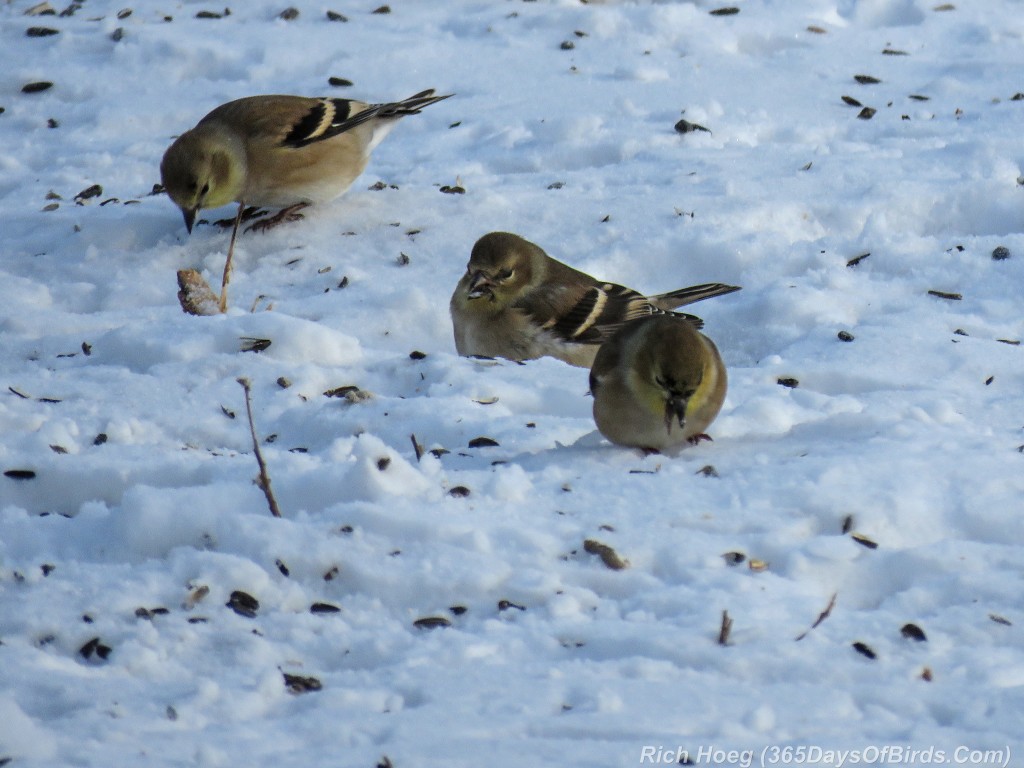 352-Birds-365-Winter-Goldfinches