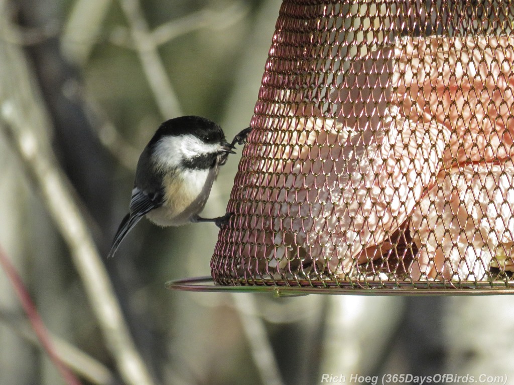 354-Birds-365-Black-Capped-Chickadee