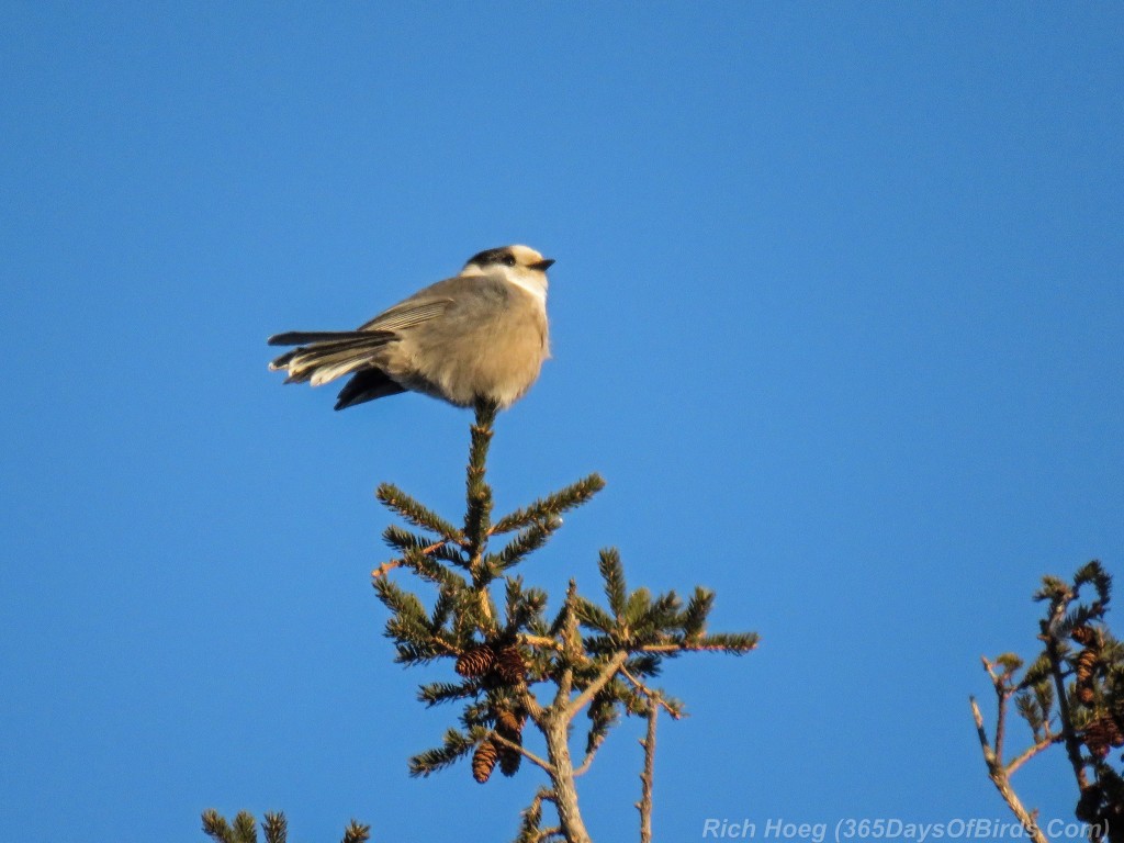 355-Birds-365-Sunrise-Canada-Jay