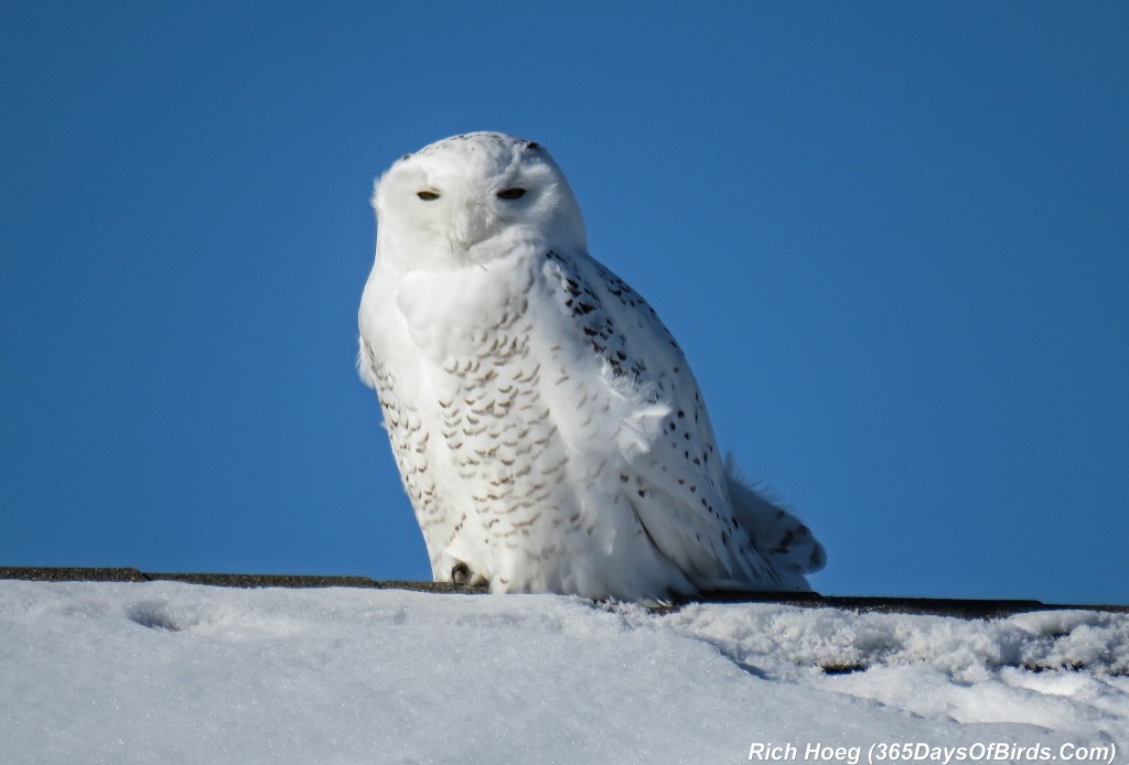 356-Birds-365-Wind-Blown-Snowy-Owl