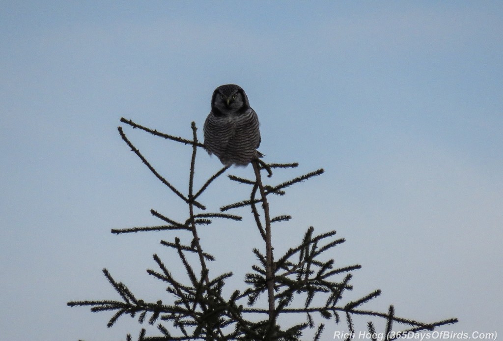 357-Birds-365-Hawk-Owl-Evening