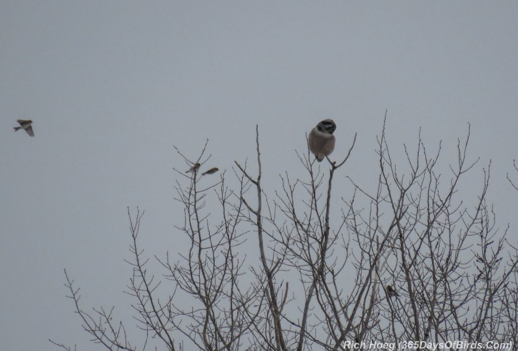 357-Birds-365-Hawk-Owl-Redpolls