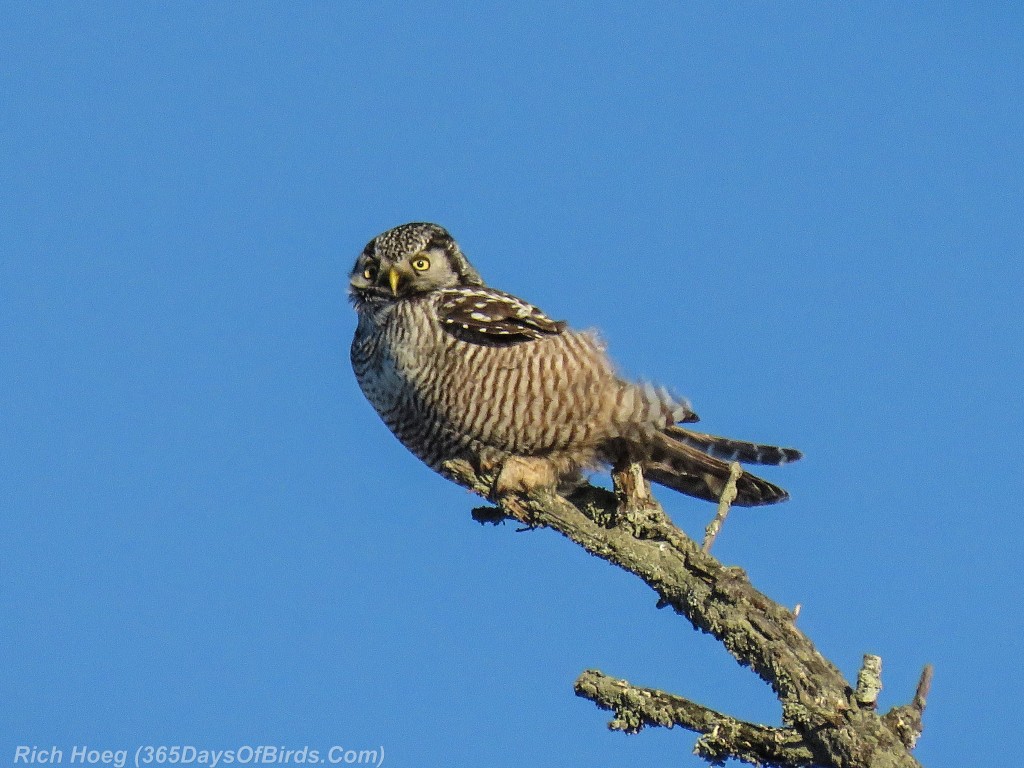 358-Birds-365-Northern-Hawk-Owl-Windblown