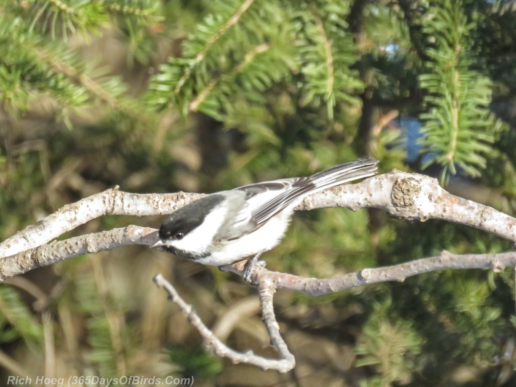 358-Birds-365-Windblown-Chickadee