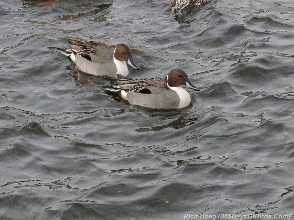 359-Birds-365-Northern-Pintails